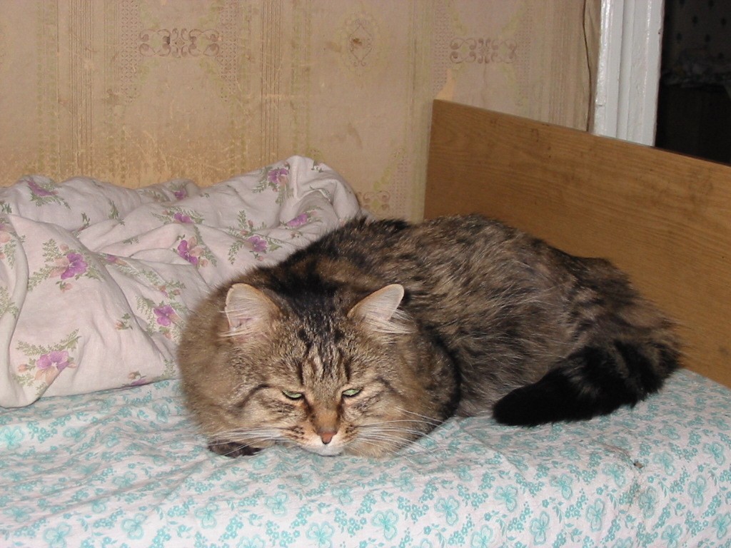 Иваныч спит